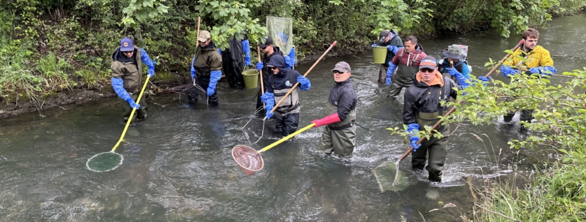 60 Personen haben bei der Fischumsiedlung am Werdenberger Binnenkanal Hand in Hand gearbeitet. Dank dem grossen Einsatz aller Beteiligter konnten 2471 Fische umgesiedelt werden. Foto: Ralph Dietsche